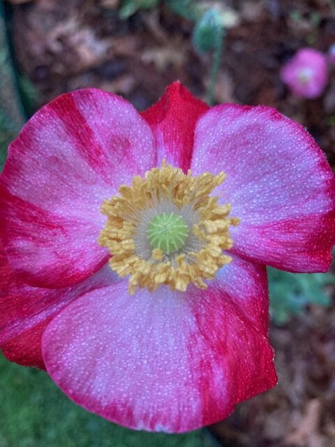 My Shirley Temple Poppy Picture by Elizabeth Jones