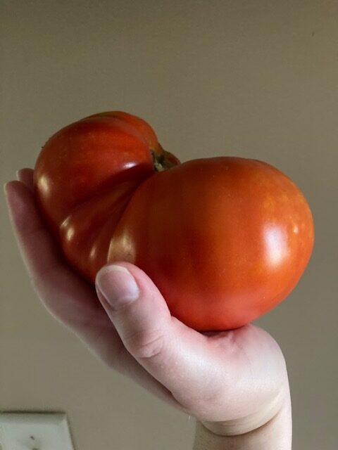 My Porterhouse Tomato