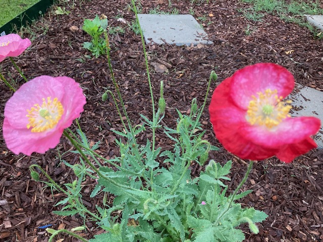 My Shirley Temple Poppy Picture by Elizabeth Jones