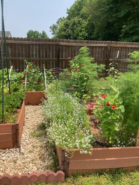 My Peppers and Alyssum