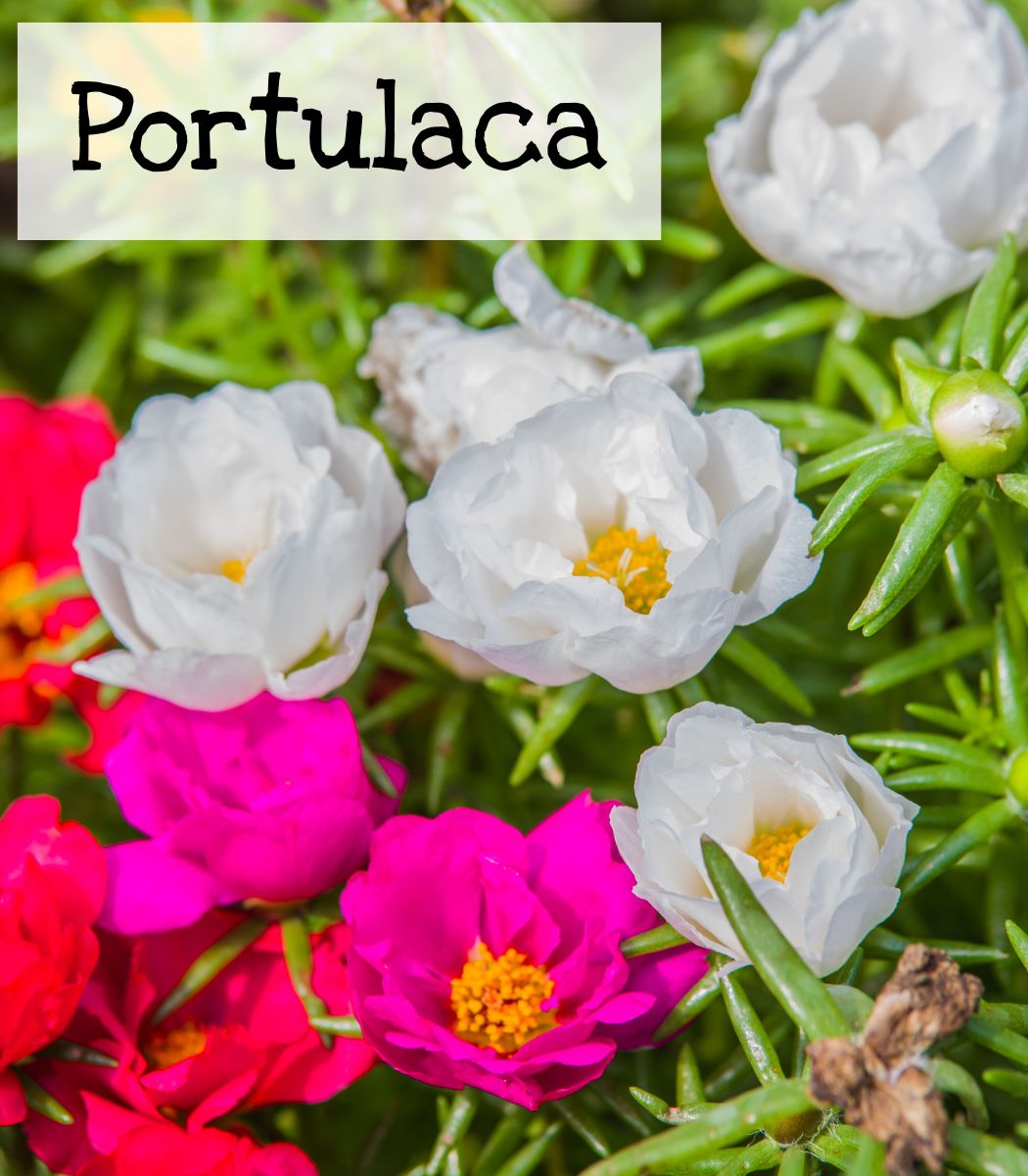 Portulaca