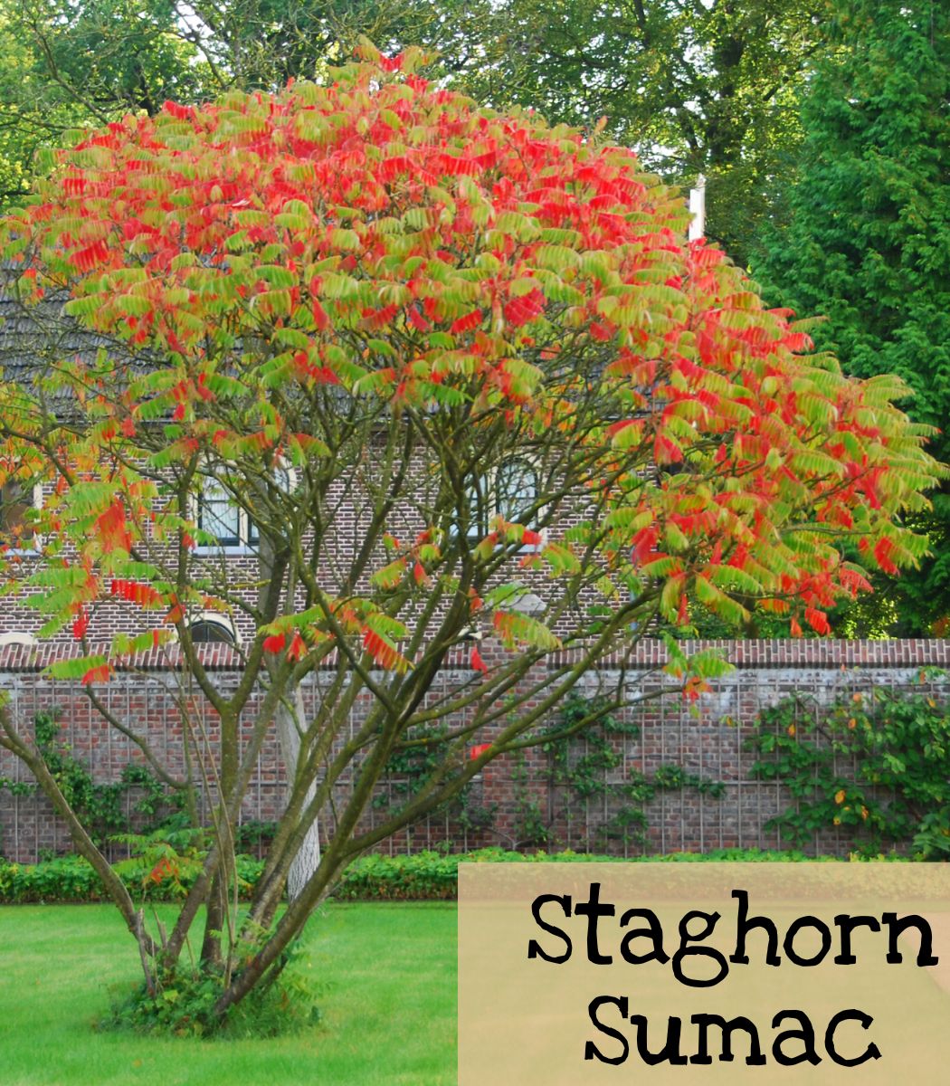 Staghorn Sumac