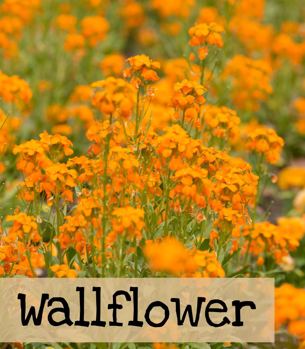 Wallflower