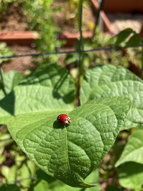 Ladybugs in my garden