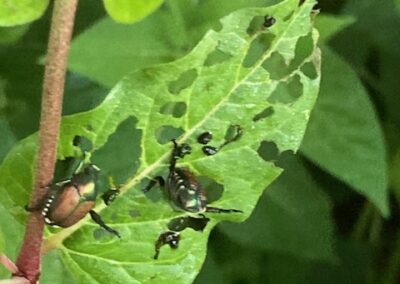 Japanese Beetles wreaking havoc in the garden