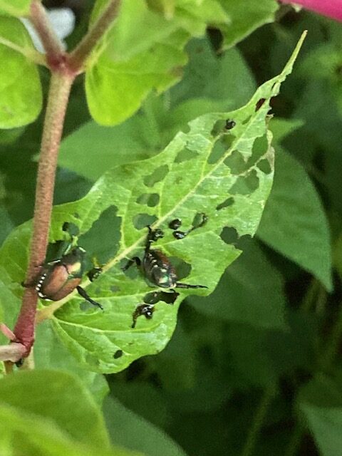 Japanese Beetles wreaking havoc in the garden