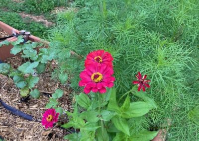 Zinnias are blooming before the okra is fruiting.