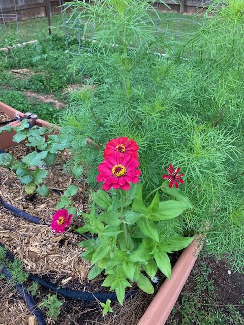 Zinnias are blooming before the okra is fruiting.