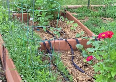 Zinnias are in every raised bed using the mixed method of trap cropping