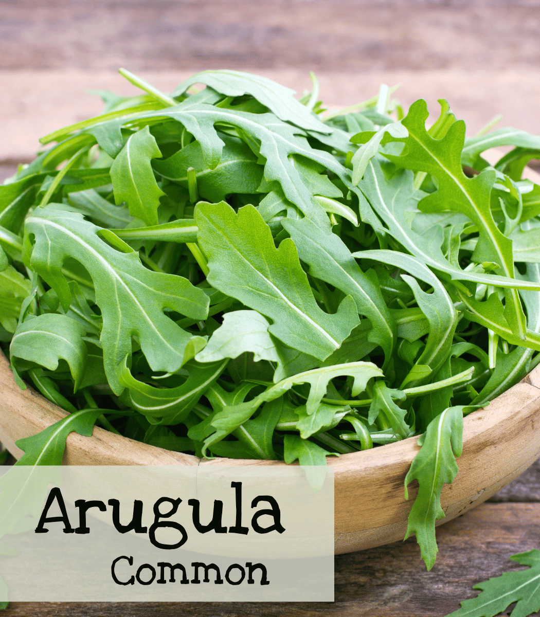 Arugula Common