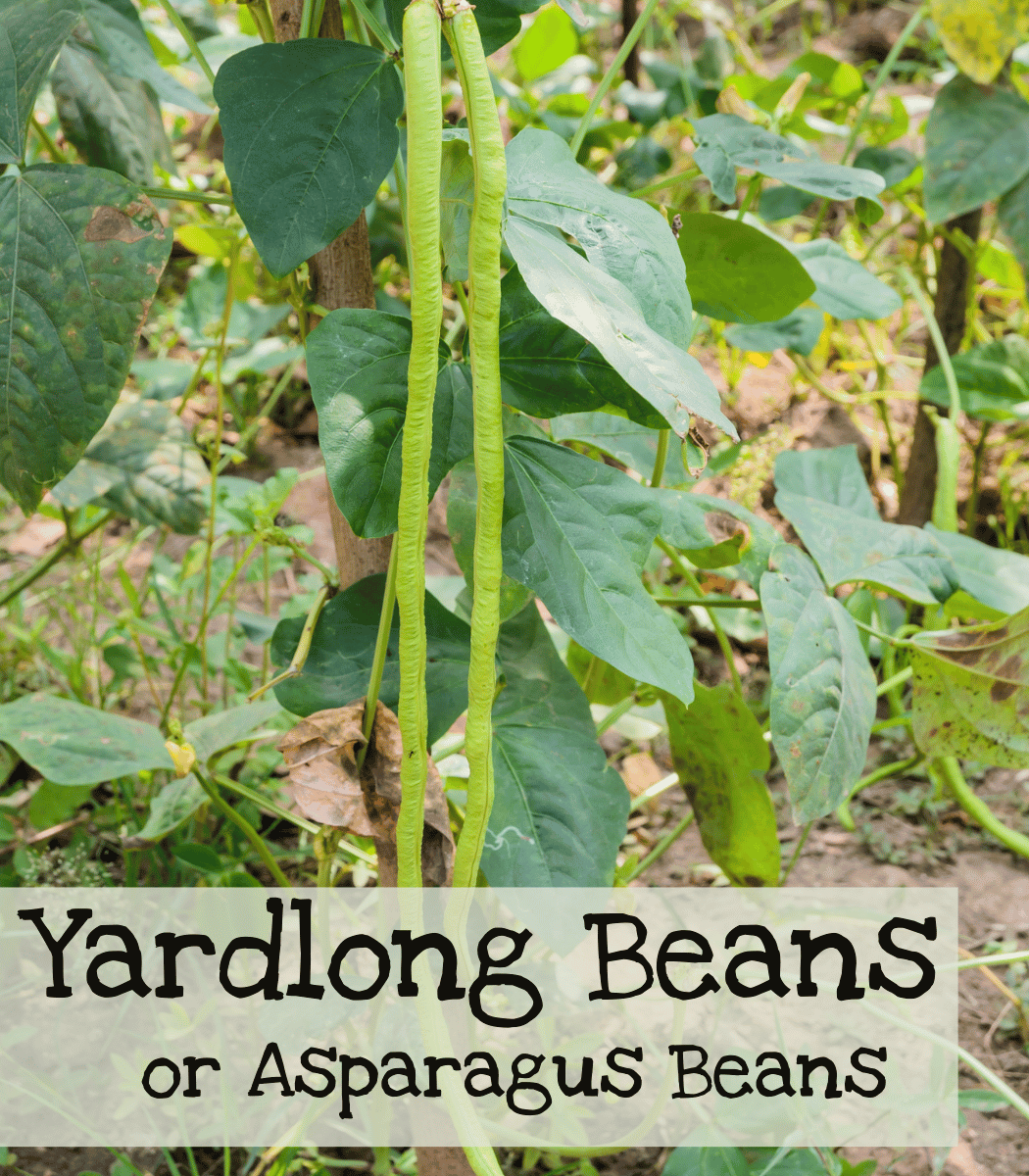 Asparagus Beans or Yard long Beans