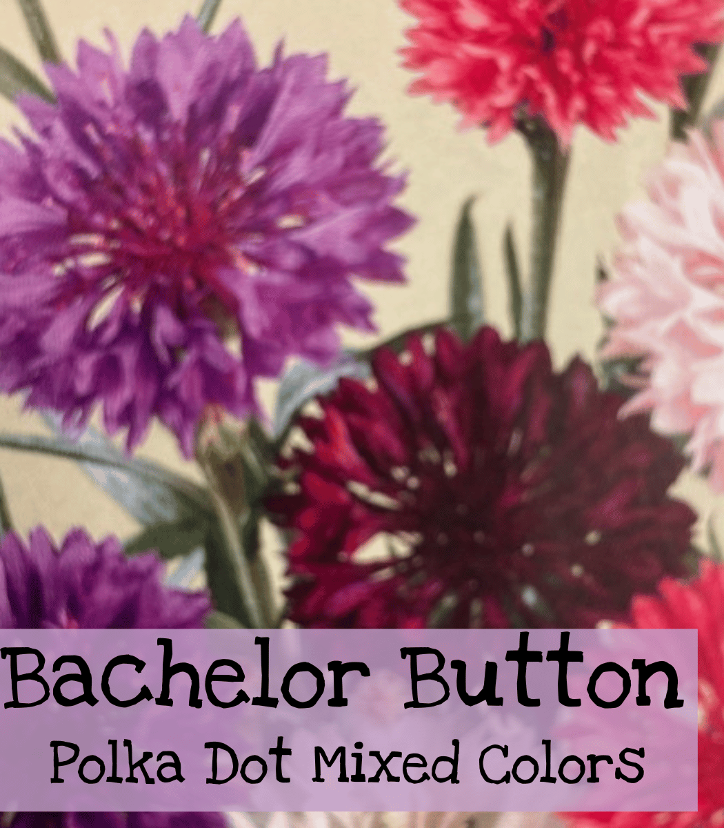 Bachelor Buttons Polka Dot Mixed