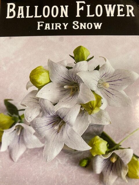 Balloon Flower Fairy Snow