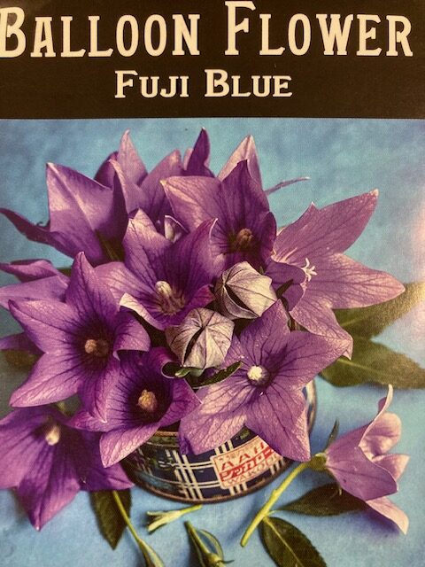 Balloon Flower Fuji Blue