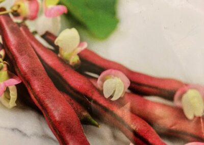 Bush Beans Red Swan