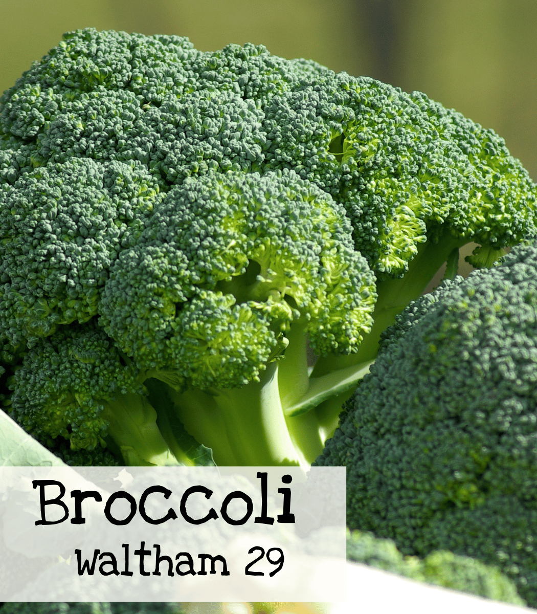 Broccoli Waltham 29