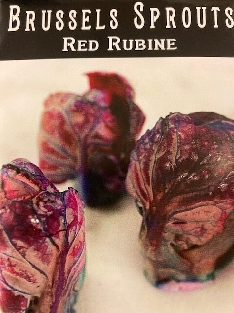 Brussels Sprout Red Rubine