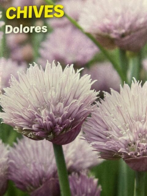 Chives Dolores