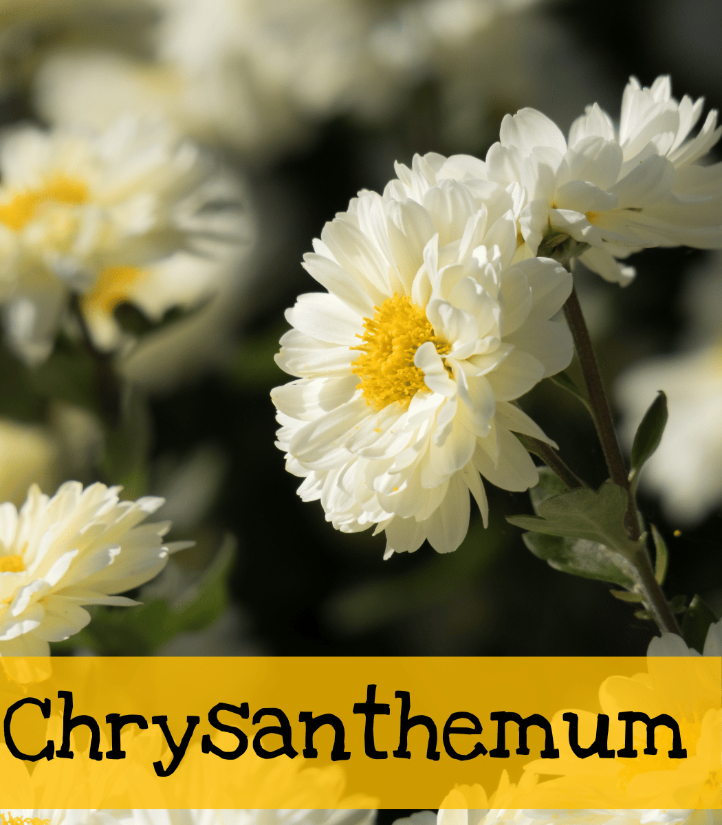 Chrysanthemum