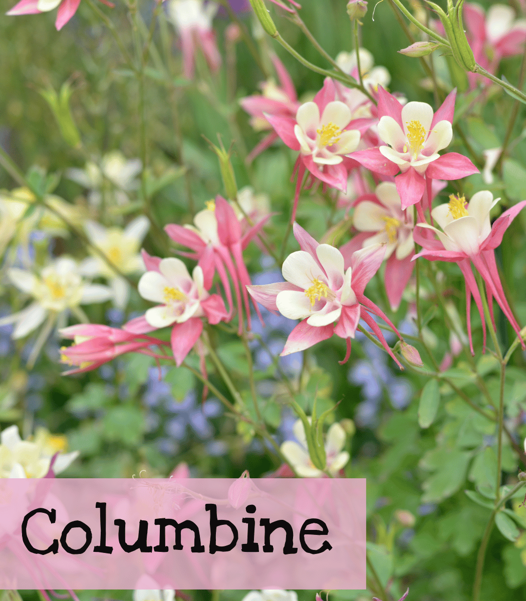 Columbine