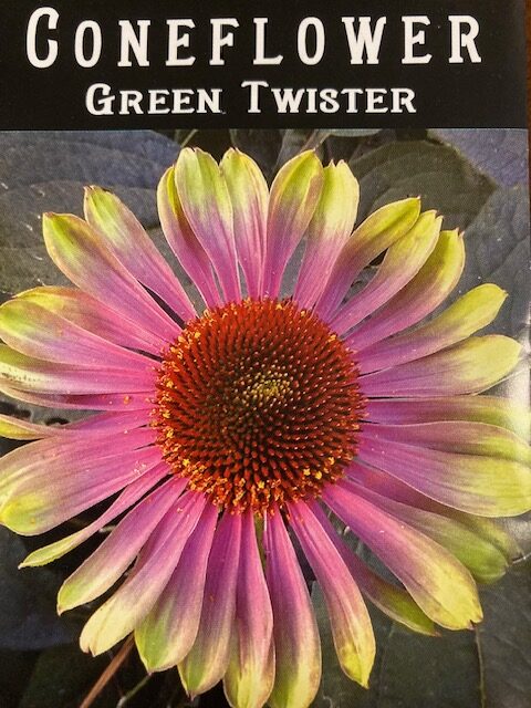 Coneflower Green Twister