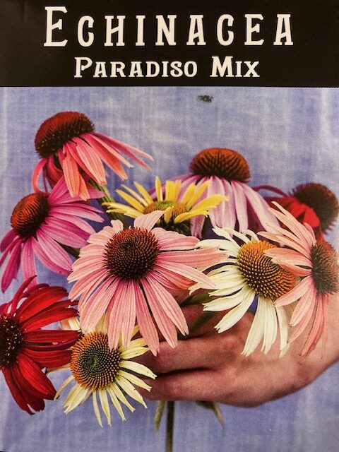 Coneflower Paradiso Mix