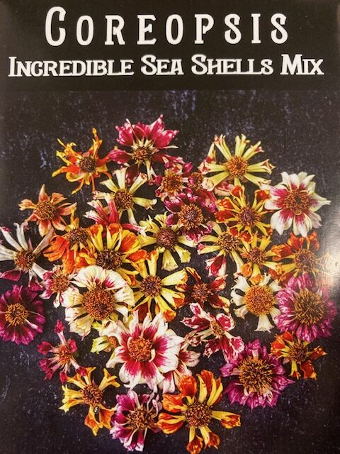 Coreopsis Incredible Sea Shells Mix