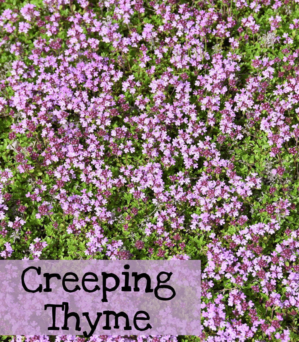 Creeping Thyme