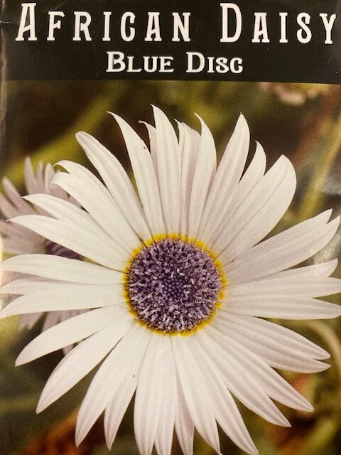 Daisy African Blue Disc