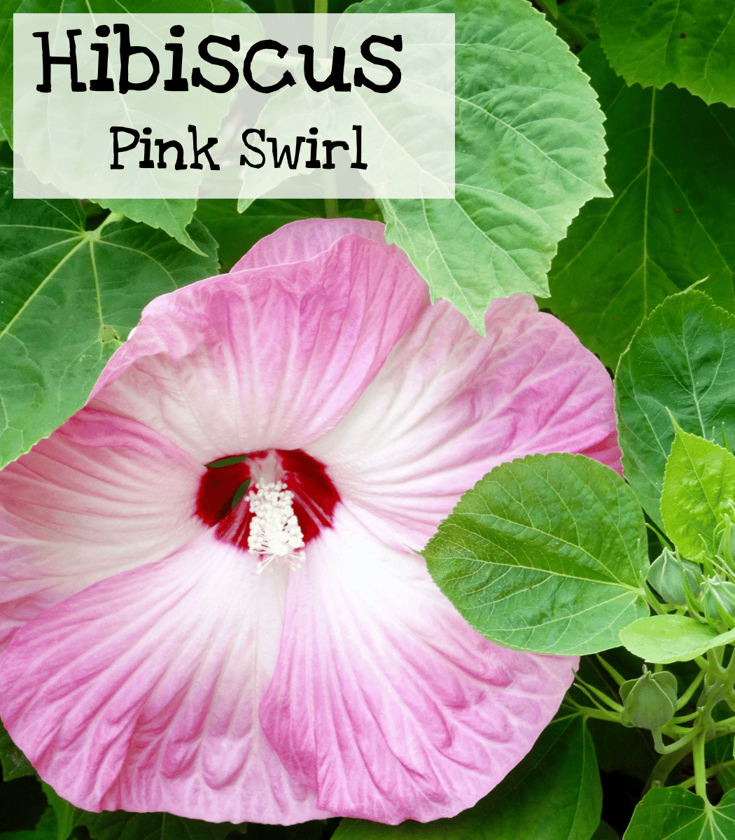 Hibiscus Pink Swirl