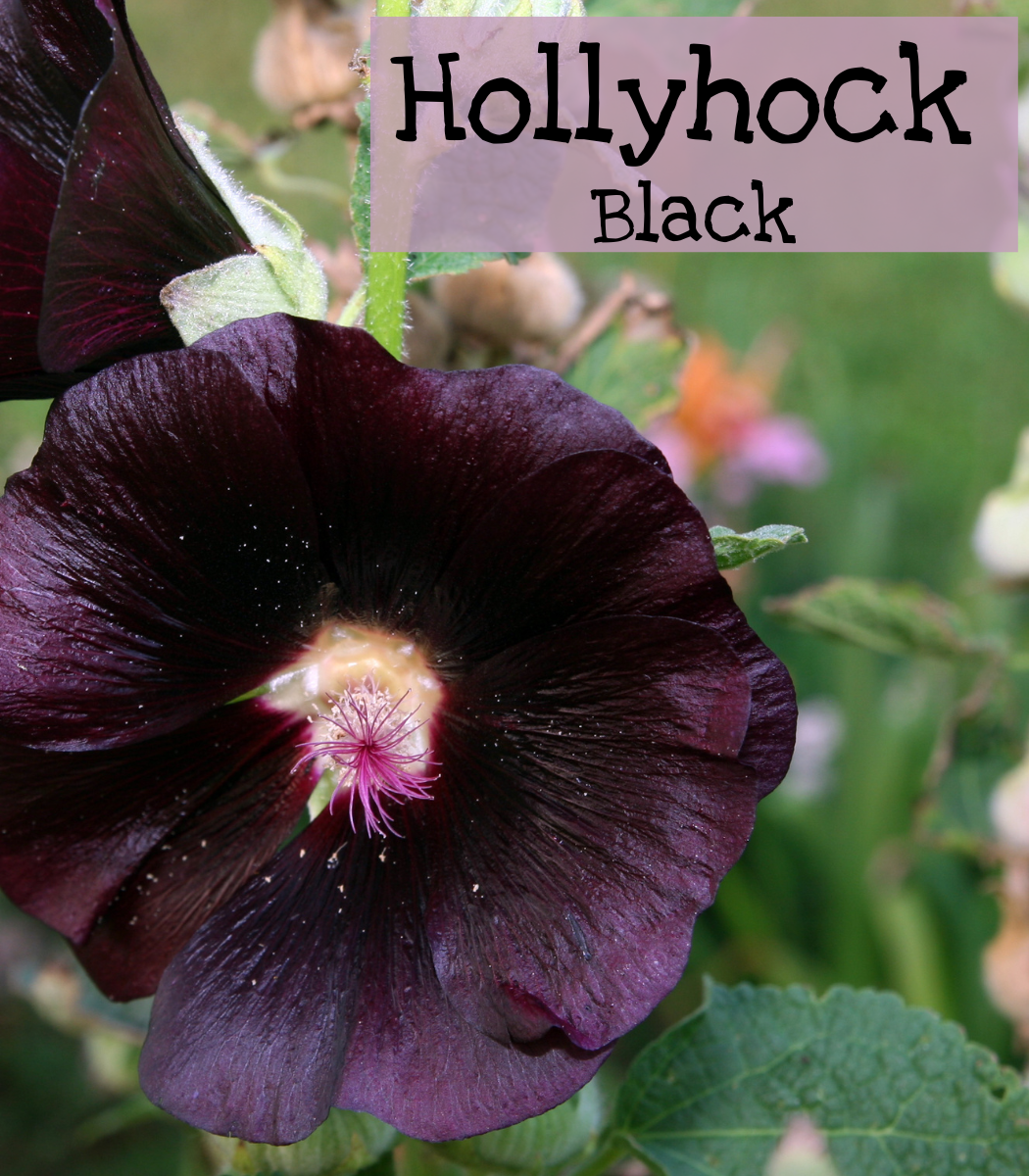 Hollyhock Black