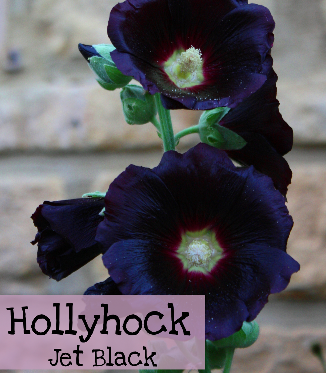 Hollyhock Jet Black