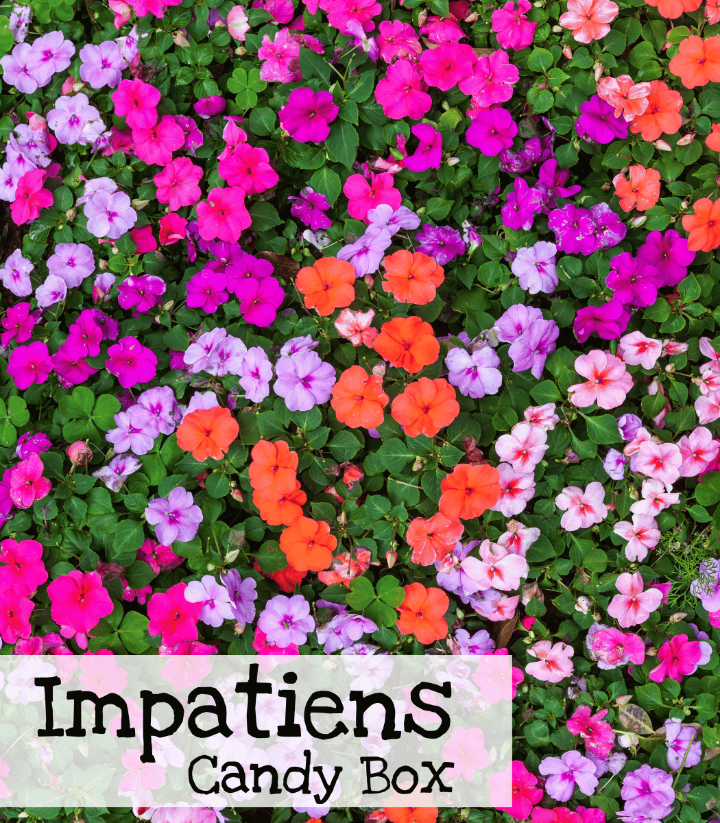 Impatiens Candy Box