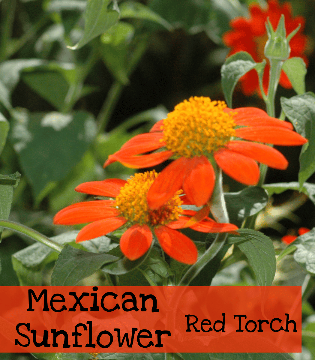 Mexican Sunflower Red Torch