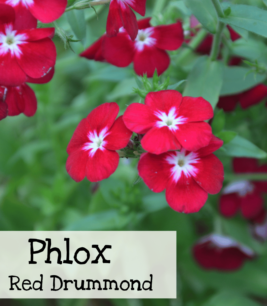 Phlox Red Drummond