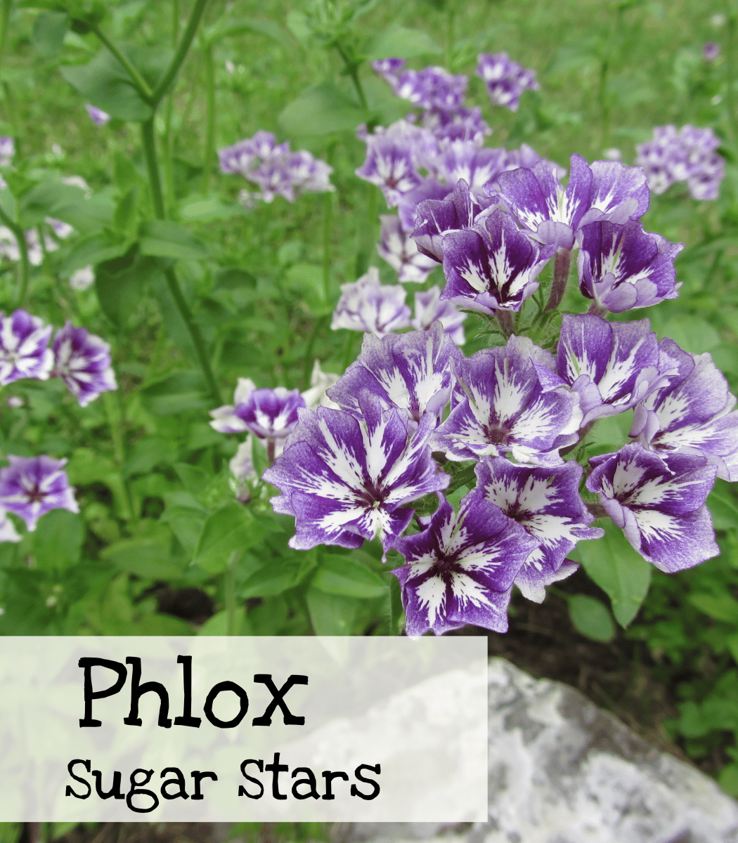 Phlox Sugar Stars