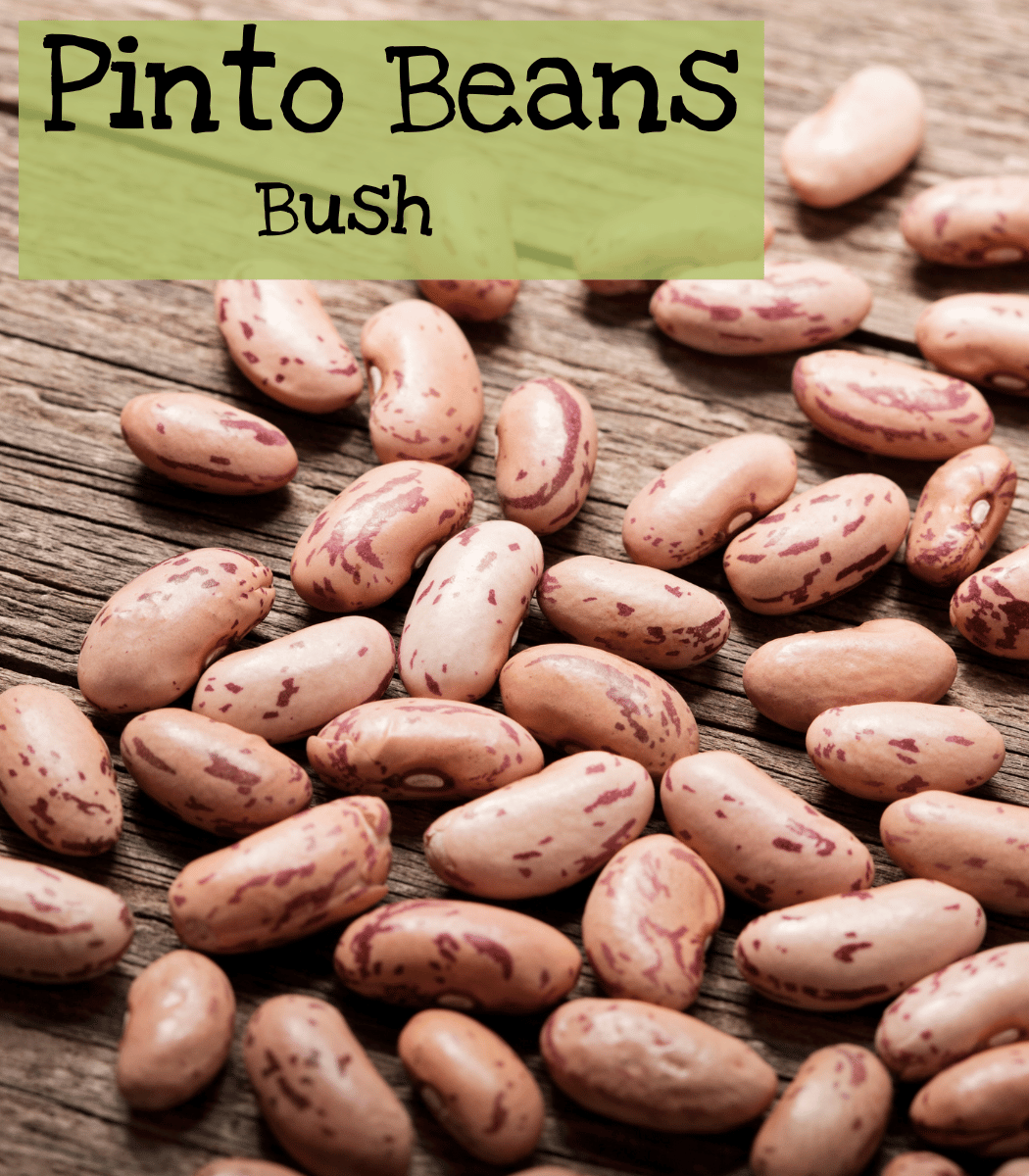 Pinto Beans Bush