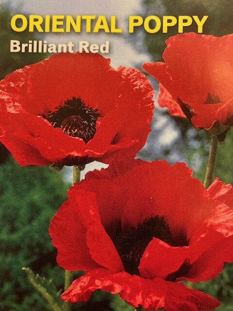 Poppy Brilliant Red