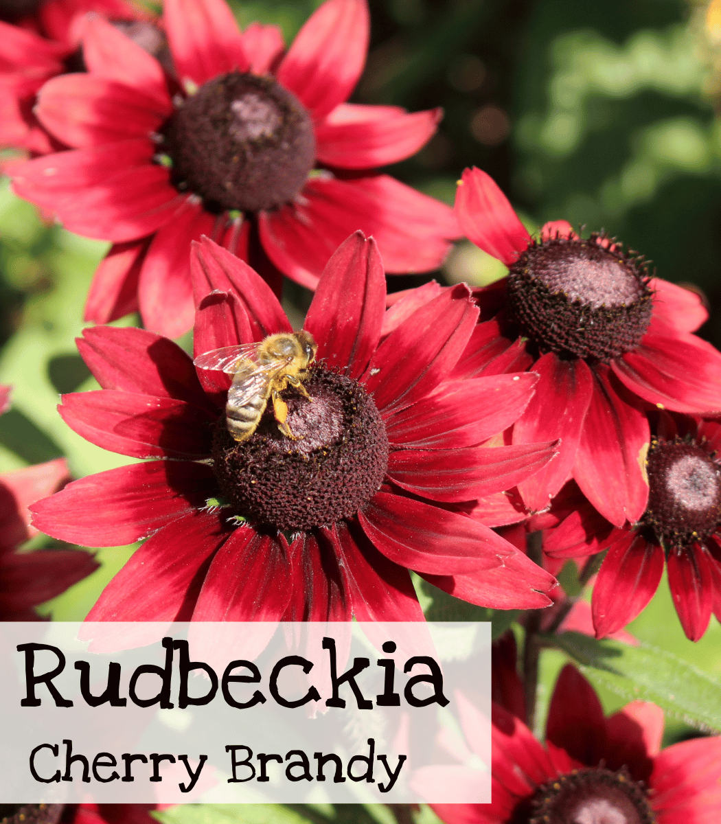 Rudbeckia Cherry Brandy