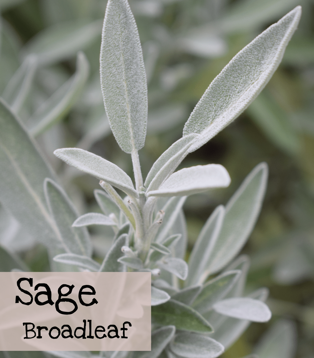 Sage Broadleaf