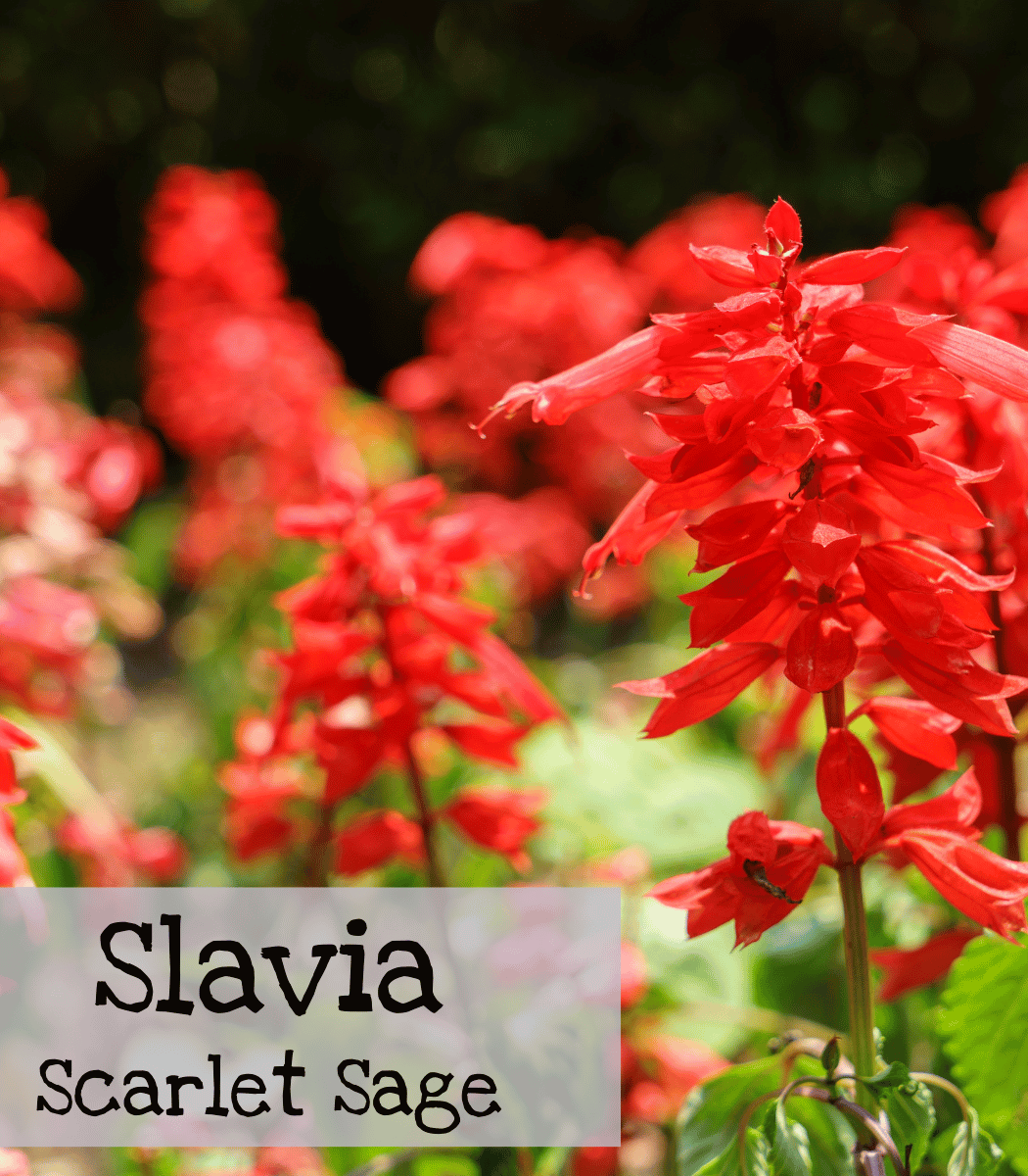 Salvia Scarlet Sage