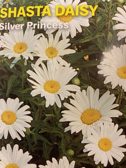 Shasta Daisy Silver Princess