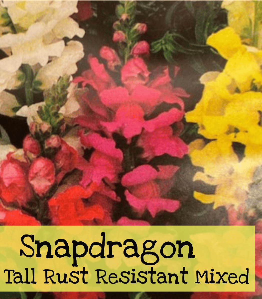 Snapdragon Tall Rust Resistant Mixed Colors