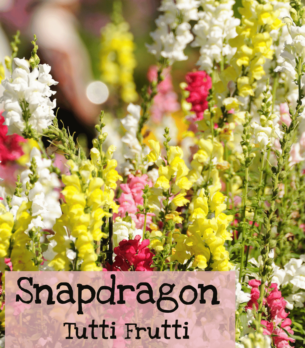 Snapdragon Tutti Frutti