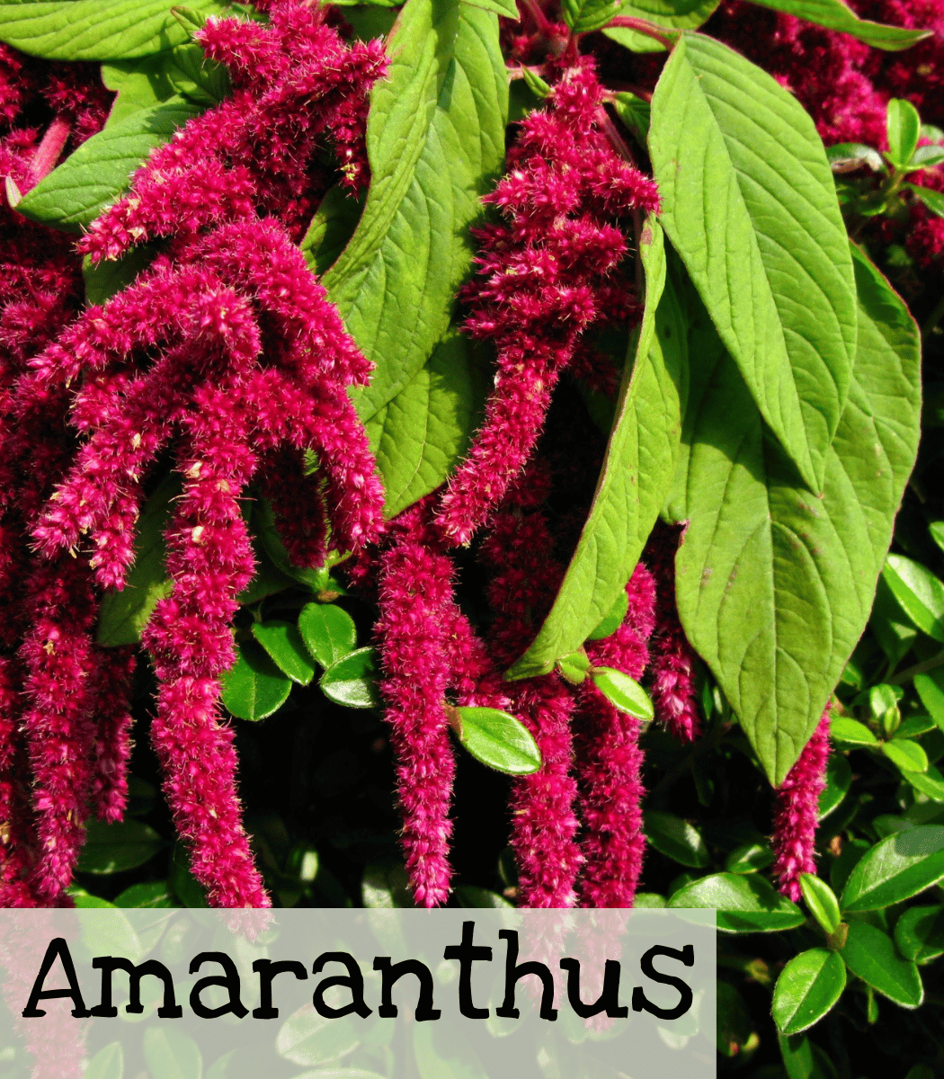 Amaranthus