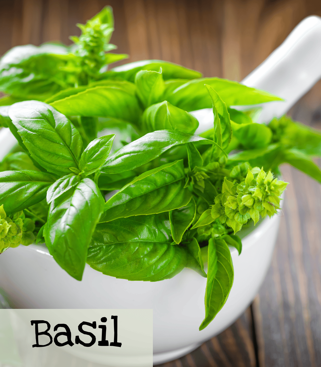 Basil