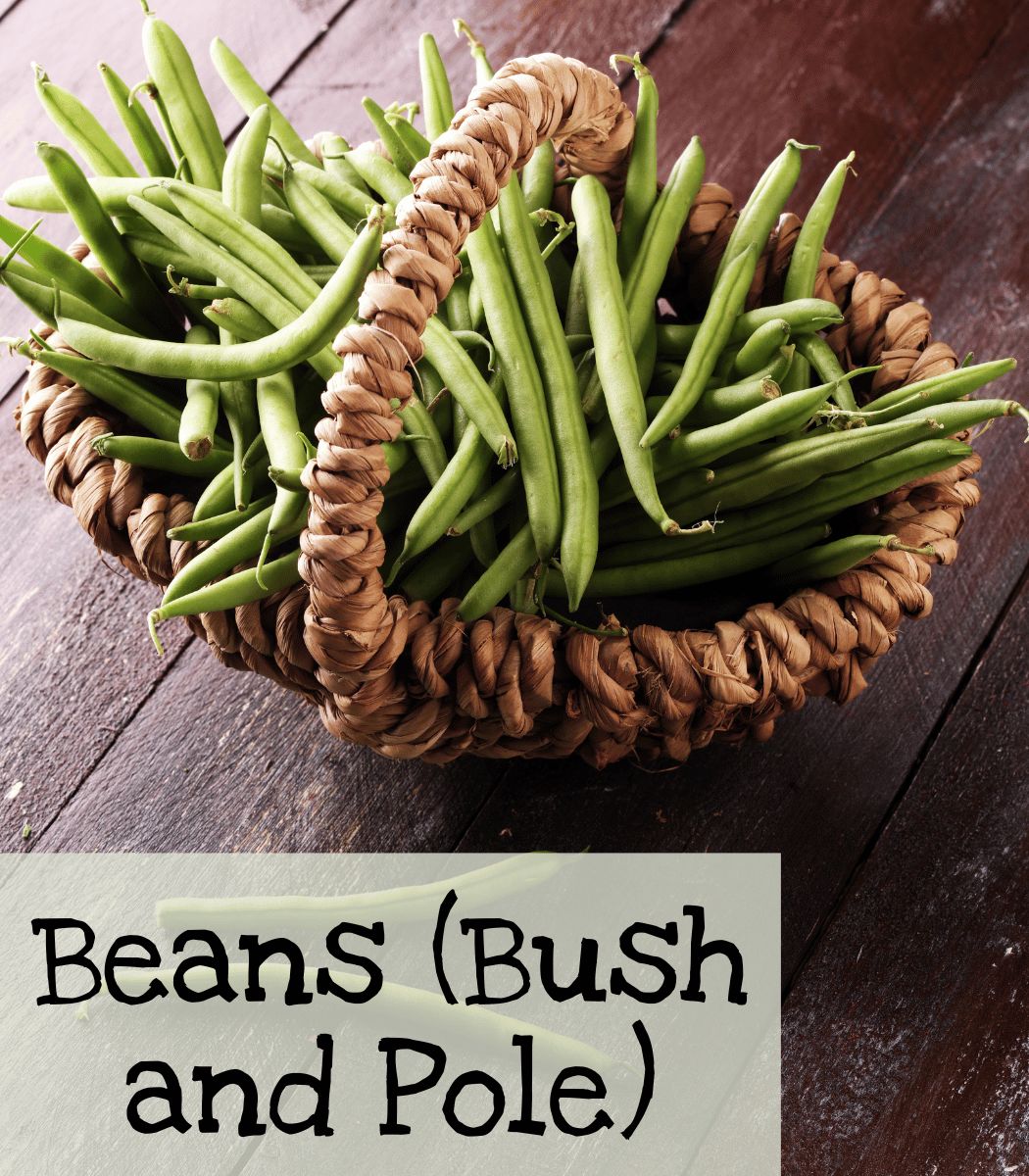 Beans (Bush and Pole)