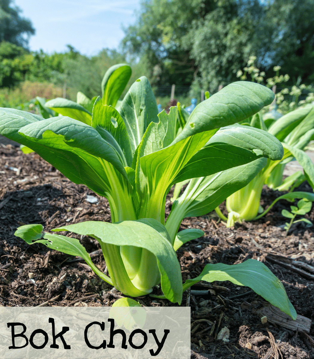 Bok Choy