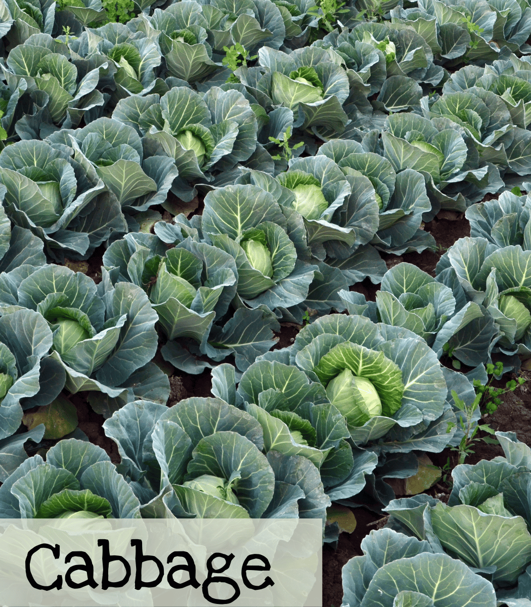 Cabbage