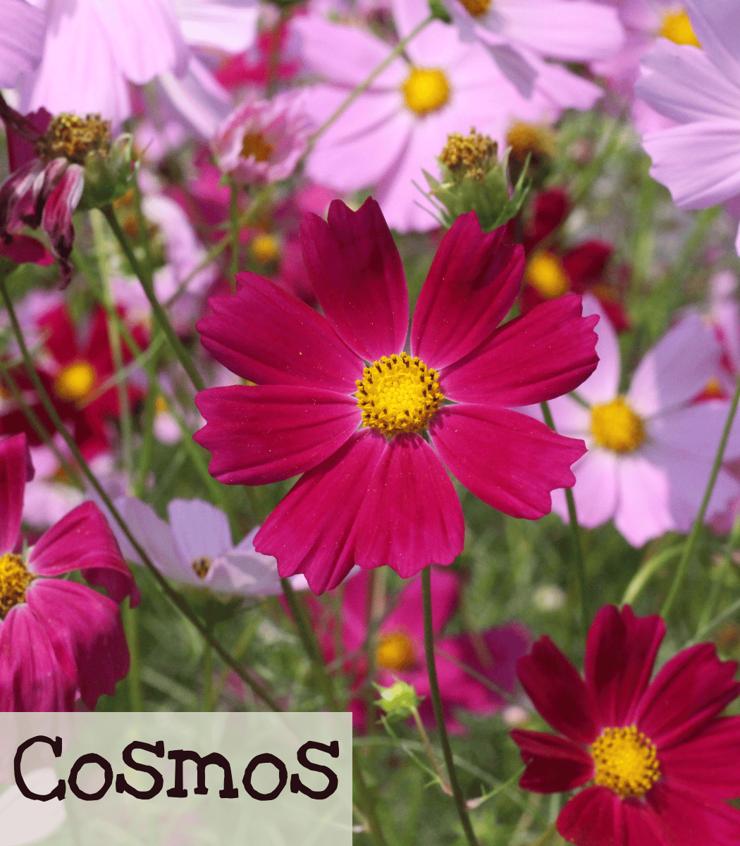 Cosmos